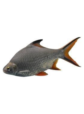 金鳳魚圖片大全
