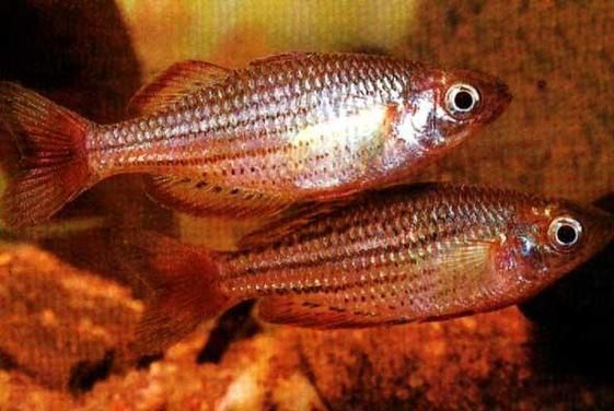 金鳳魚圖片大全
