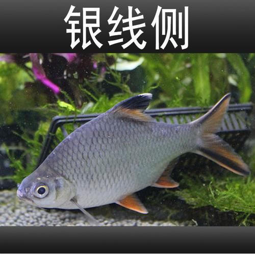 金鳳魚圖片大全