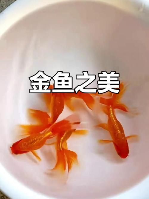 金鳳魚圖片大全