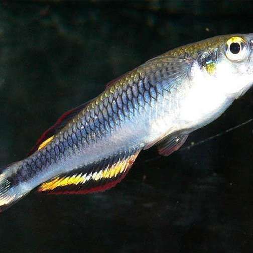 金鳳魚圖片大全