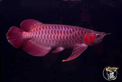 龍魚嘴張的特別大正常嗎：龍魚嘴張大正常嗎