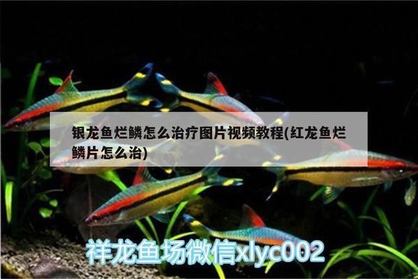 龍魚有病怎么治療視頻教程：龍魚常見疾病的治療方法