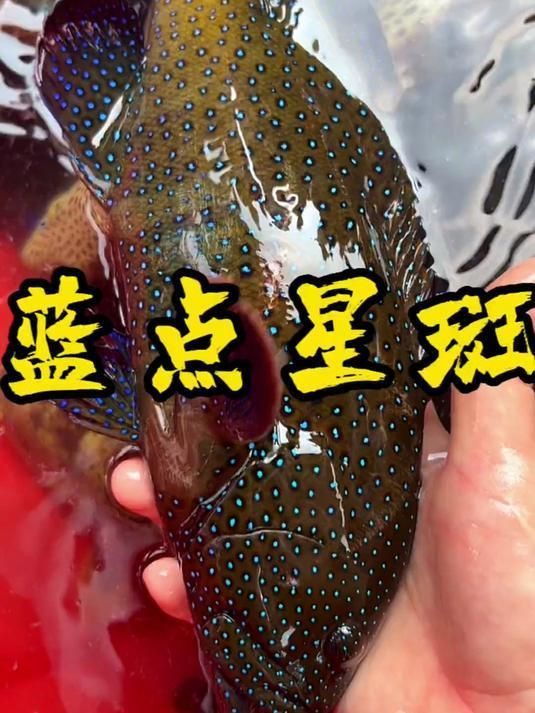 藍點石斑魚