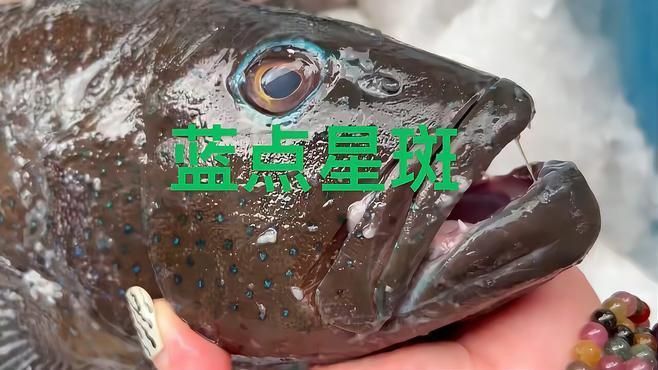 藍點石斑魚