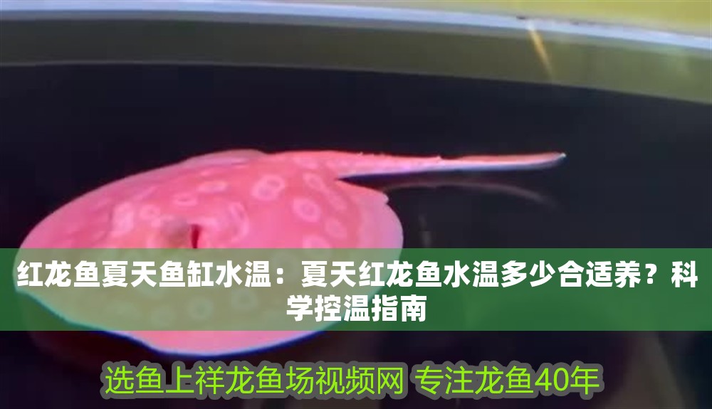 紅龍魚(yú)夏天魚(yú)缸水溫：夏天紅龍魚(yú)水溫多少合適養(yǎng)？科學(xué)控溫指南