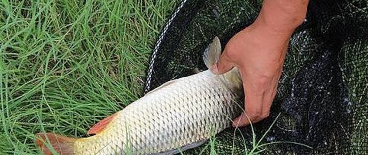紅龍魚(yú)夏天魚(yú)缸水溫：夏天紅龍魚(yú)水溫多少合適養(yǎng)？科學(xué)控溫指南