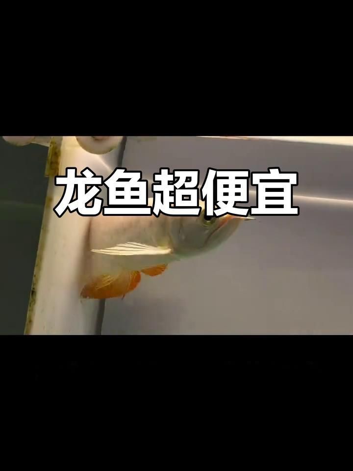 30cm紅龍魚價格