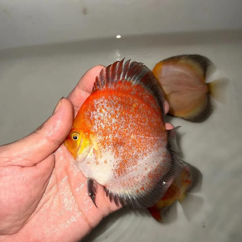 哪種顏色的龍魚最好養？