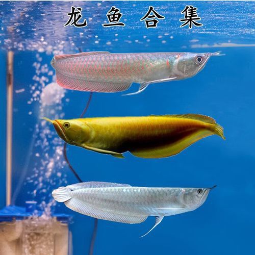 哪種顏色的龍魚最好養？