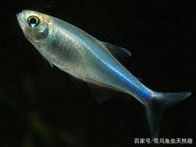 哪個魚缸好,超白玻璃魚缸的價格范圍 龍魚百科 第5張 哪個魚缸好,超白玻璃魚缸的價格范圍 哪個魚缸好,超白玻璃魚缸的價格范圍 龍魚百科 第5張