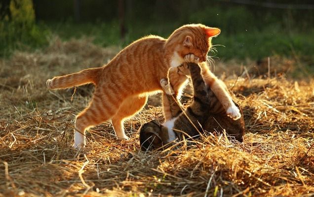 龍魚腸炎的治療方法是什么：如何判斷龍魚腸炎的嚴重程度