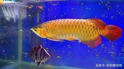 龍魚腸炎的治療方法是什么：如何判斷龍魚腸炎的嚴重程度