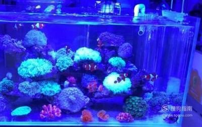養龍魚水怎么調：養龍魚水怎么調節