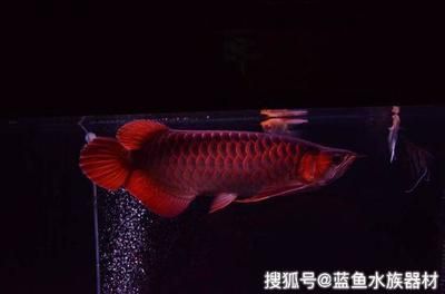 35公分龍魚一天喂幾次：35公分的龍魚一天喂幾次 35公分龍魚一天喂幾次：35公分的龍魚一天喂幾次 龍魚百科 第1張