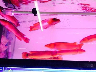 胭脂孔雀龍魚混養繁殖技巧：混養胭脂孔雀龍魚需要注意哪些問題