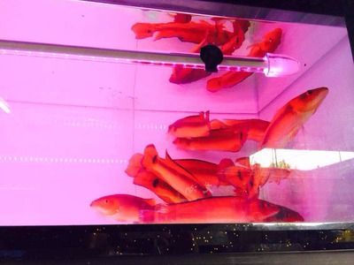 胭脂孔雀龍魚混養繁殖技巧：混養胭脂孔雀龍魚需要注意哪些問題