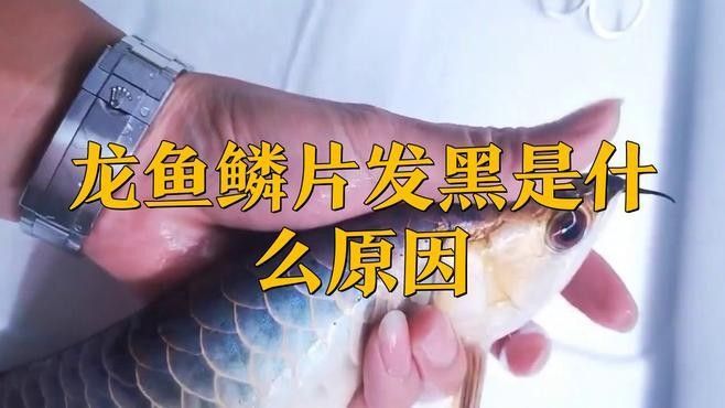 龍魚鱗片發(fā)黑后如何恢復(fù)