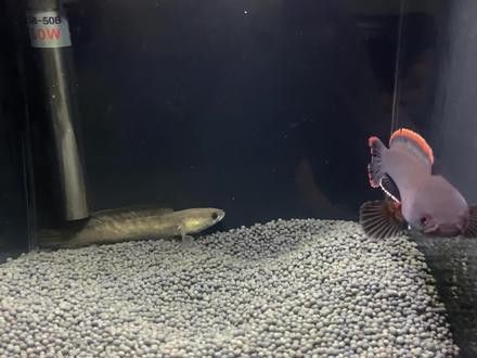 彩虹雷龍魚(yú)公母會(huì)打架嗎