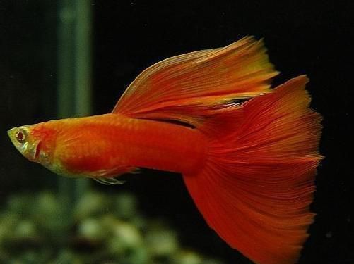 魚缸養魚文案句子怎么寫，關于魚缸養魚的文案句子