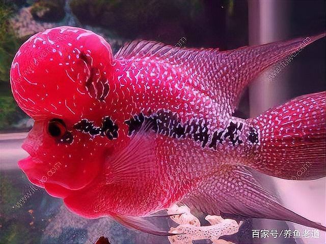 龍魚交叉感染能用土霉素嗎