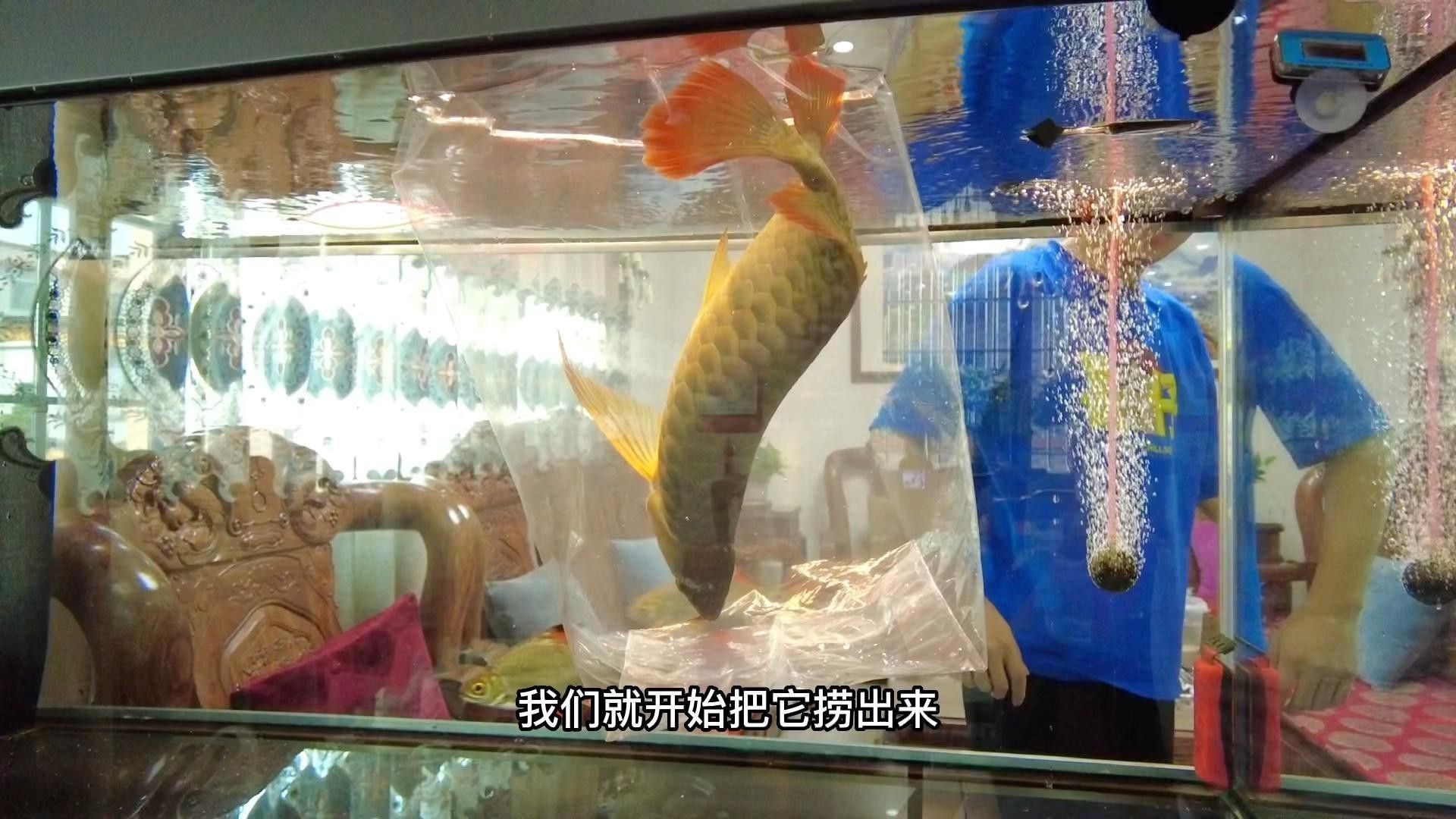 紅龍魚掉眼了怎么辦