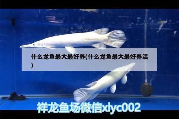 最貴金龍魚多少錢一條啊視頻：最貴的金龍魚多少錢一條？揭秘天價觀賞魚的秘密 最貴金龍魚多少錢一條啊視頻：最貴的金龍魚多少錢一條？揭秘天價觀賞魚的秘密 龍魚百科 第2張