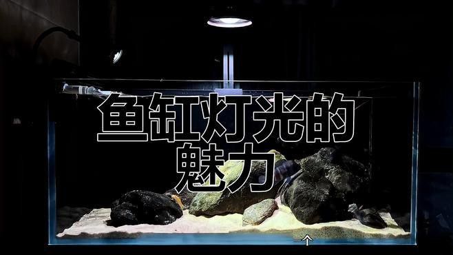 如何設(shè)置魚缸的照明？