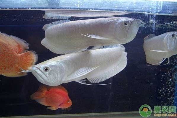 什么龍魚最好養(yǎng)又好看（最好養(yǎng)又好看的龍魚品種）
