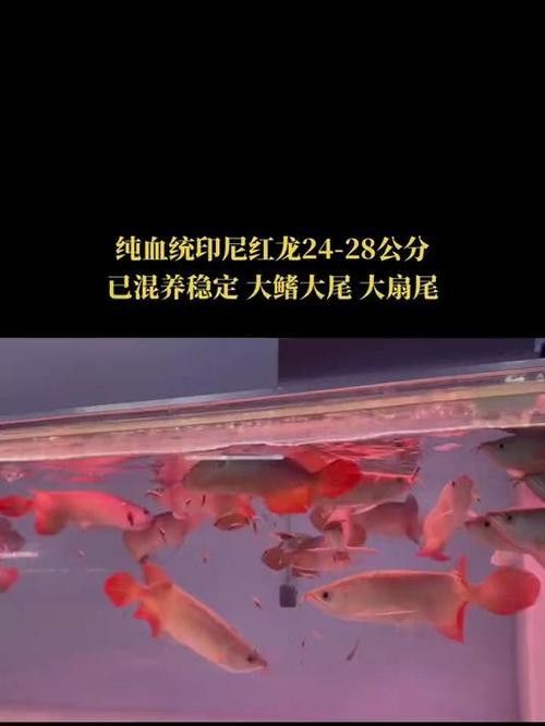 龍魚是哪里的國寶動物圖片