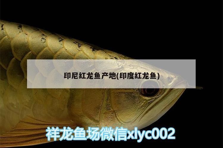 龍魚是哪里的國寶動物圖片