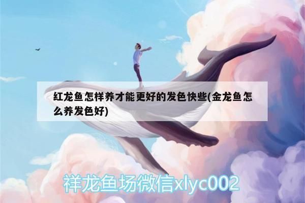 金龍魚(yú)猜一生肖（金龍魚(yú)與生肖龍的關(guān)系）