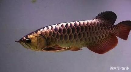 購買龍魚是在網上購買還是在實體店購買：在網上購買龍魚時，您可能會考慮在實體店購買還是在實體店購買