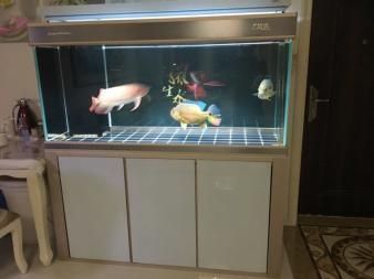 紅龍魚需要多大的魚缸才能養，需要多大的魚缸才能養：紅龍魚需要多大的魚缸才能養紅龍魚 紅龍魚需要多大的魚缸才能養，需要多大的魚缸才能養：紅龍魚需要多大的魚缸才能養紅龍魚 龍魚百科 第1張