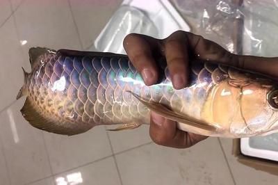 龍魚鯊魚嘴到底好不好：龍魚鯊魚嘴到底好不好？