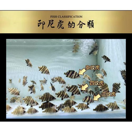金龍魚虎魚