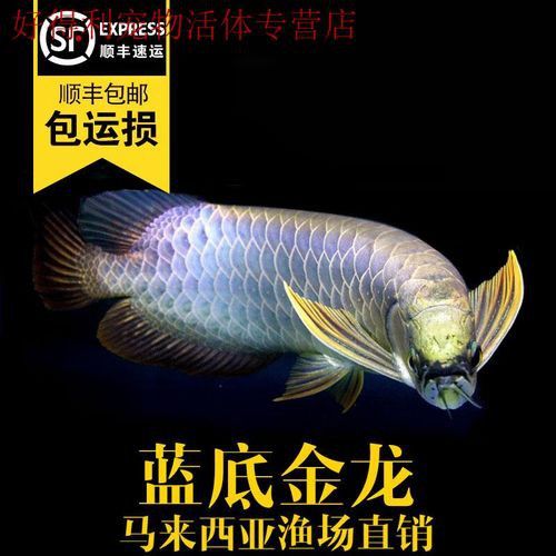金龍魚虎魚