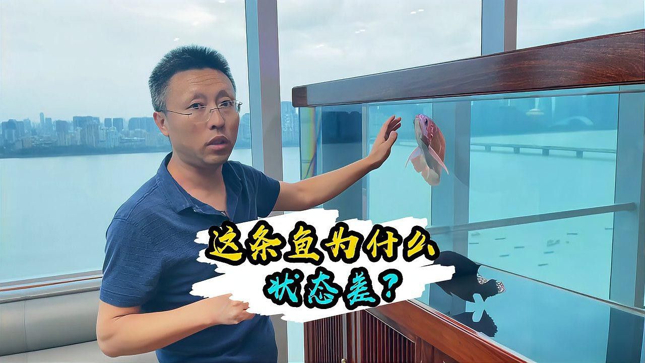 有哪些藥物是龍魚恢復(fù)的必需品？