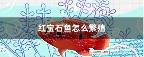 寶石魚繁殖水箱布置指南：寶石魚的繁殖水箱布置指南