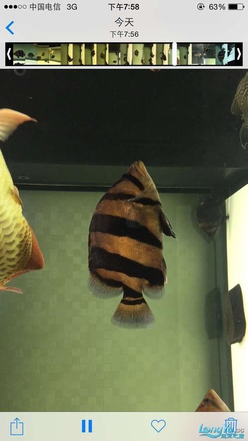 龍魚能和虎魚混養(yǎng)嗎圖片大全
