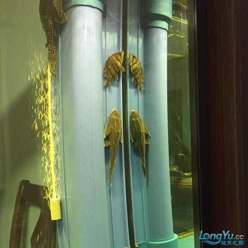龍魚能和虎魚混養(yǎng)嗎圖片大全