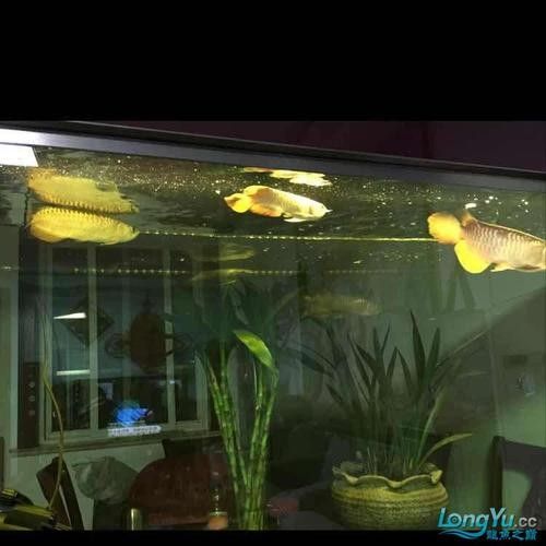 龍魚能和虎魚混養(yǎng)嗎圖片大全