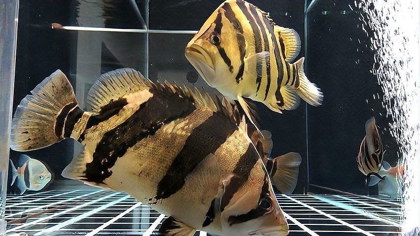 龍魚能和虎魚混養(yǎng)嗎圖片大全