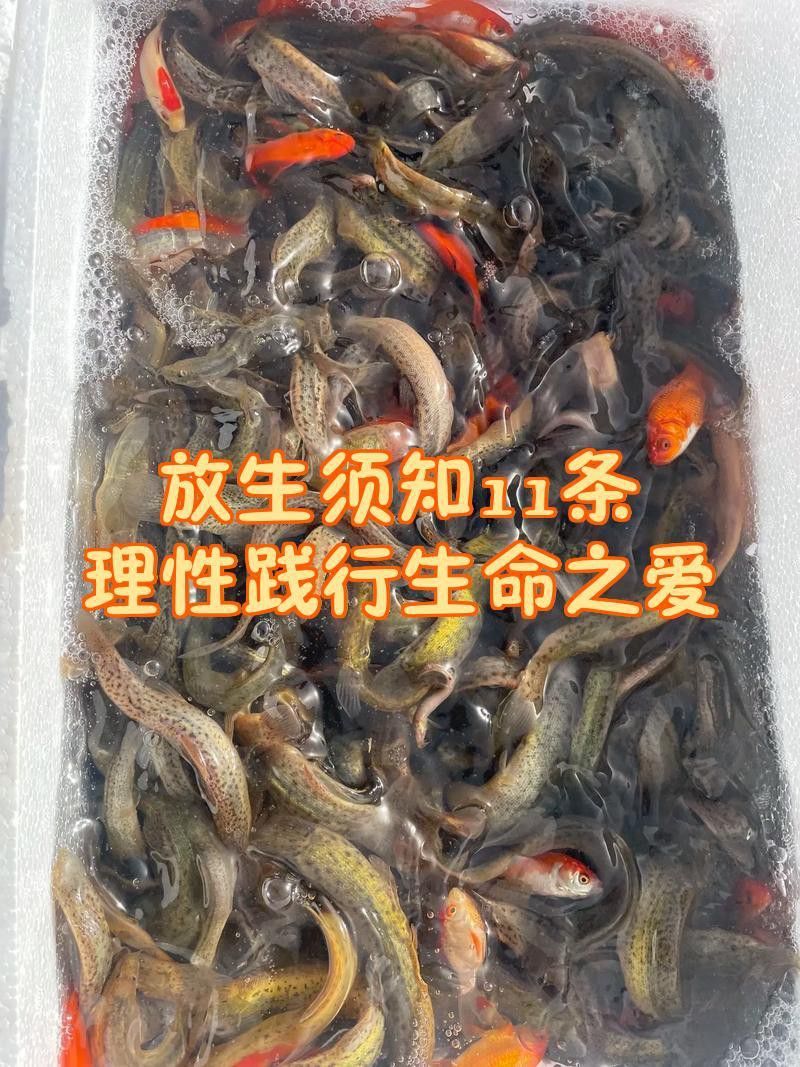 有哪些注意事項需要放生者遵守？ 有哪些注意事項需要放生者遵守？ 龍魚百科 第3張