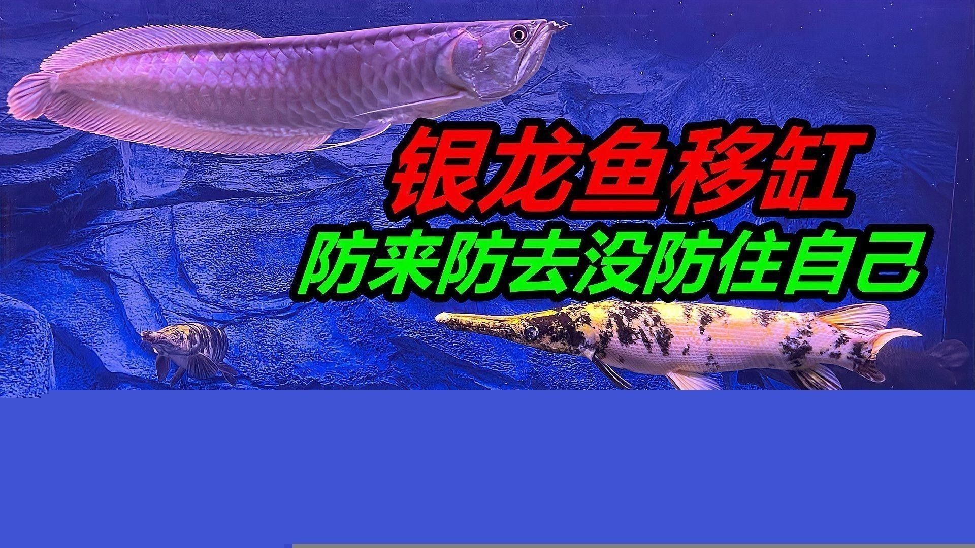 魚缸銀龍魚一般養幾條比較好呢