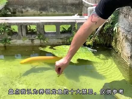 魚缸銀龍魚一般養幾條比較好呢
