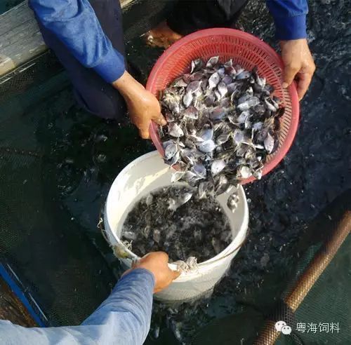 金鯧魚養殖技術大全 龍魚百科 第5張 金鯧魚養殖技術大全 金鯧魚養殖技術大全 龍魚百科 第5張