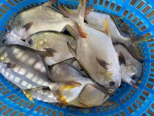 金鯧魚養殖技術大全 龍魚百科 第4張 金鯧魚養殖技術大全 金鯧魚養殖技術大全 龍魚百科 第4張