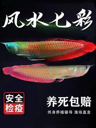 銀龍魚苗長什么樣子圖片視頻大全 銀龍魚苗長什么樣子圖片視頻大全 龍魚百科 第15張
