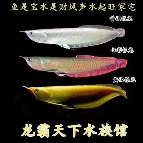 銀龍魚苗長什么樣子圖片視頻大全 銀龍魚苗長什么樣子圖片視頻大全 龍魚百科 第23張